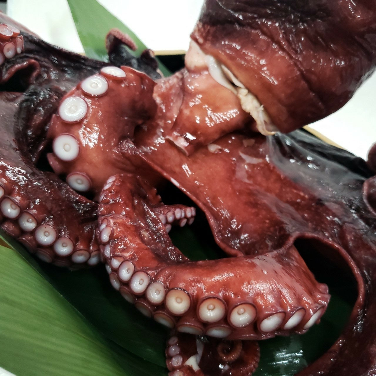 岩手県久慈のボイルミズダコ