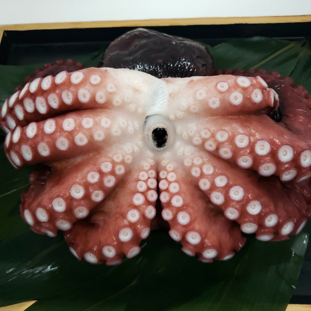 岩手県久慈のボイルミズダコ – OTATSU.STORE