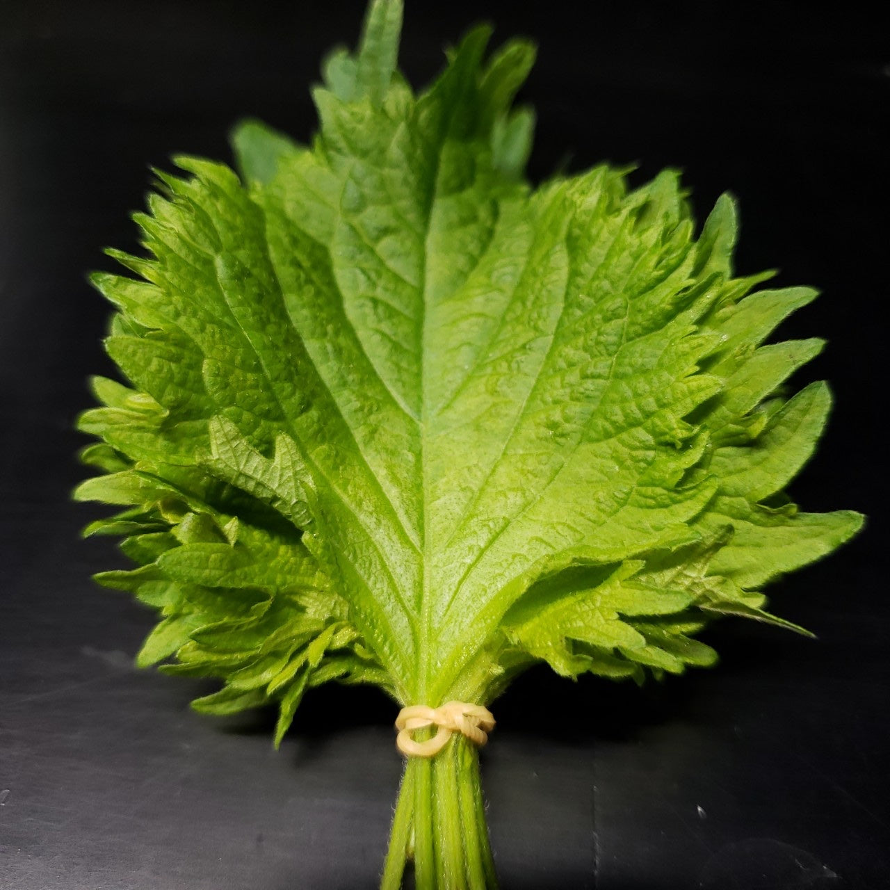 大葉10枚入 – OTATSU.STORE