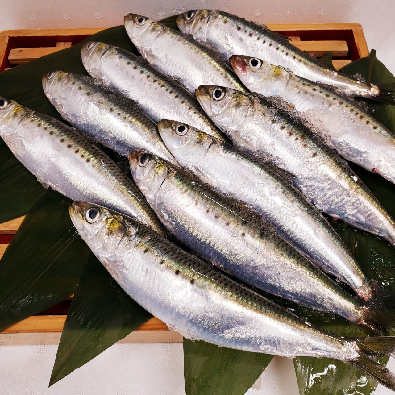 イワシ10尾セット