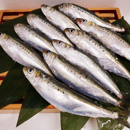 イワシ10尾セット