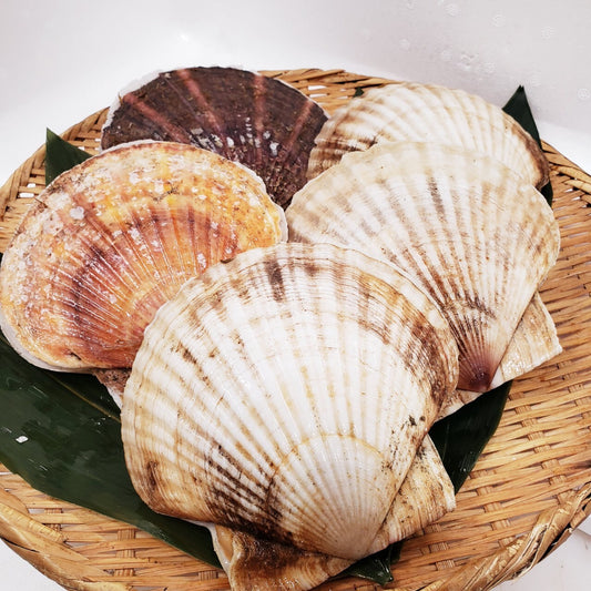 殻付き帆立貝（大）