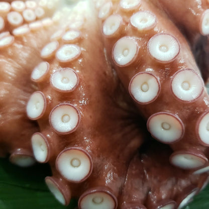 岩手県久慈のボイルミズダコ