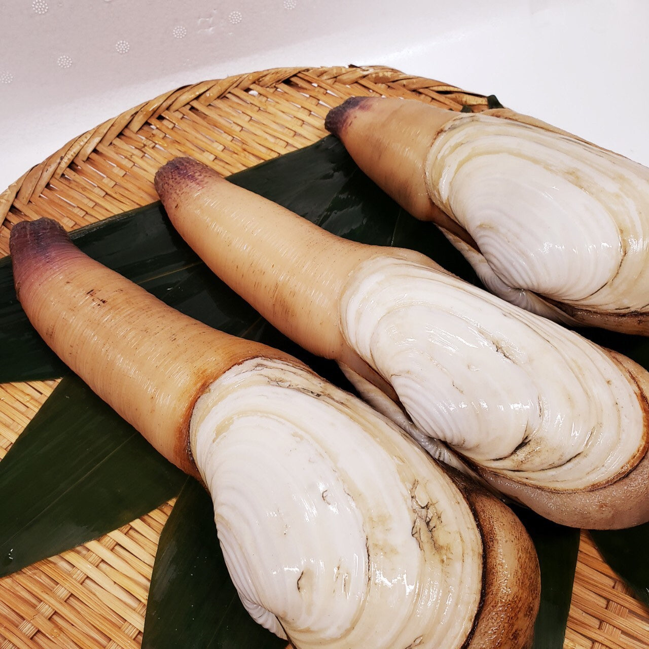 白ミル貝