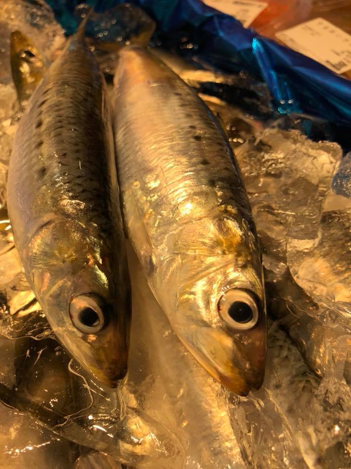 イワシ10尾セット